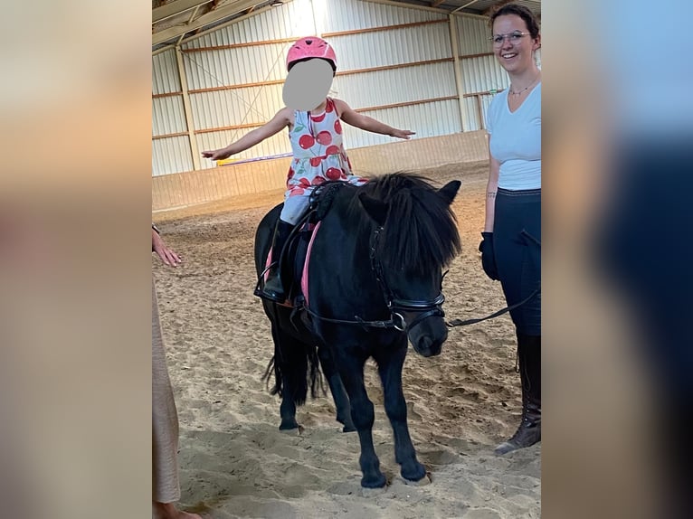 Shetland Ponys Wallach 10 Jahre 110 cm Schwarzbrauner in Voerde