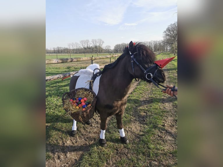 Shetland Ponys Wallach 10 Jahre 110 cm Schwarzbrauner in Voerde
