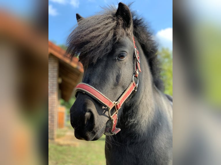 Shetland Ponys Wallach 10 Jahre 110 cm Schwarzbrauner in Voerde