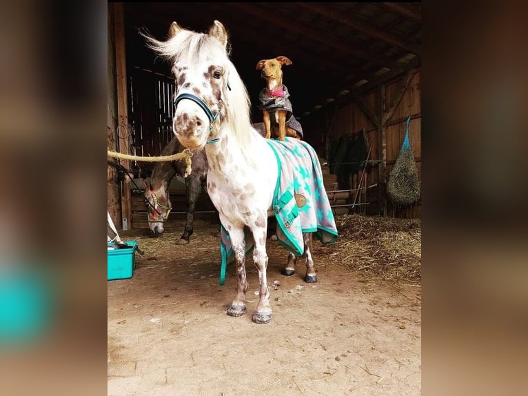 Shetland Ponys Wallach 10 Jahre 110 cm Tigerschecke in WaldeckWaldeck