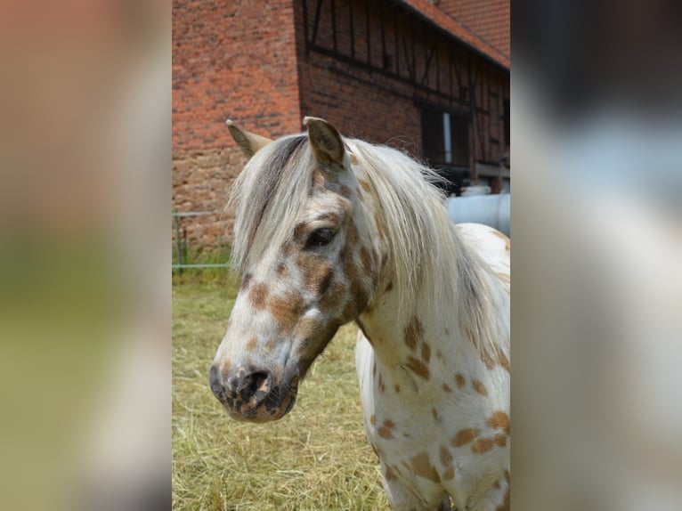Shetland Ponys Wallach 10 Jahre 110 cm Tigerschecke in WaldeckWaldeck