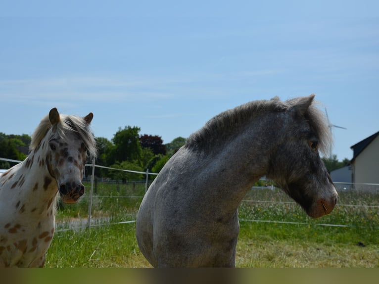 Shetland Ponys Wallach 10 Jahre 110 cm Tigerschecke in WaldeckWaldeck