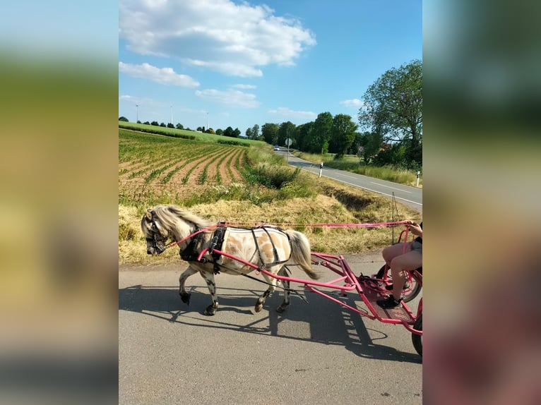 Shetland Ponys Wallach 10 Jahre 110 cm Tigerschecke in WaldeckWaldeck