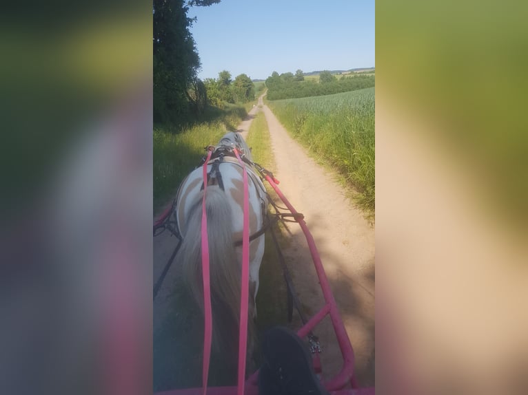 Shetland Ponys Wallach 10 Jahre 110 cm Tigerschecke in WaldeckWaldeck