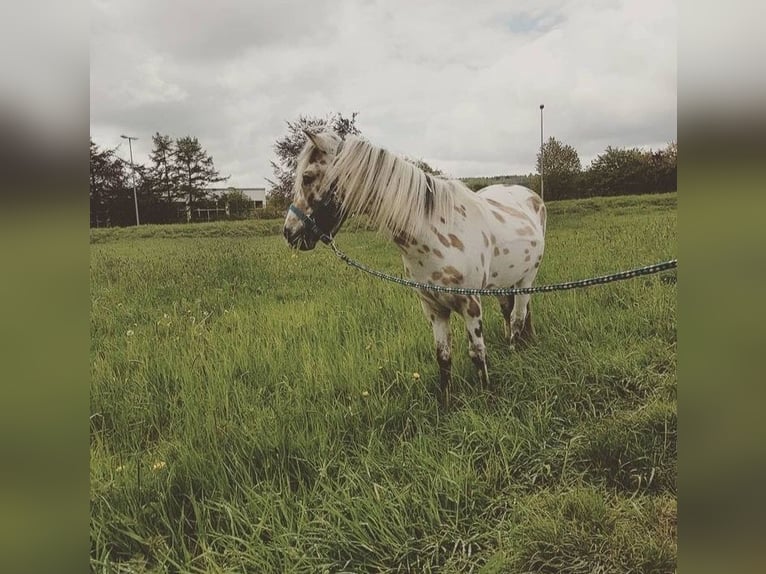 Shetland Ponys Wallach 10 Jahre 110 cm Tigerschecke in WaldeckWaldeck