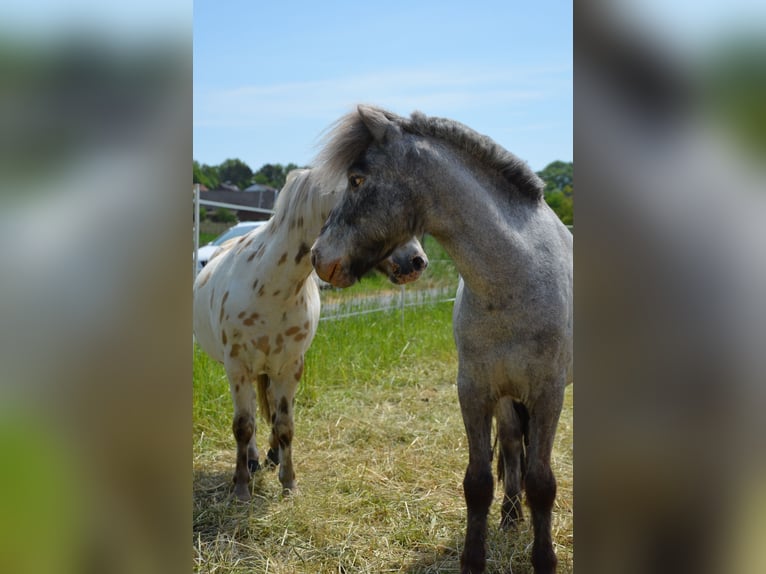 Shetland Ponys Wallach 10 Jahre 110 cm Tigerschecke in WaldeckWaldeck