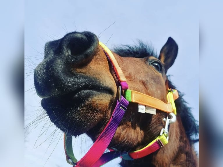 Shetland Ponys Wallach 10 Jahre 113 cm Schecke in Kematen an der Ybbs