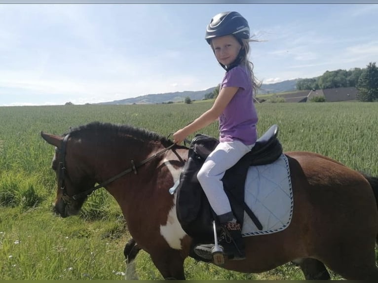 Shetland Ponys Wallach 10 Jahre 113 cm Schecke in Kematen an der Ybbs