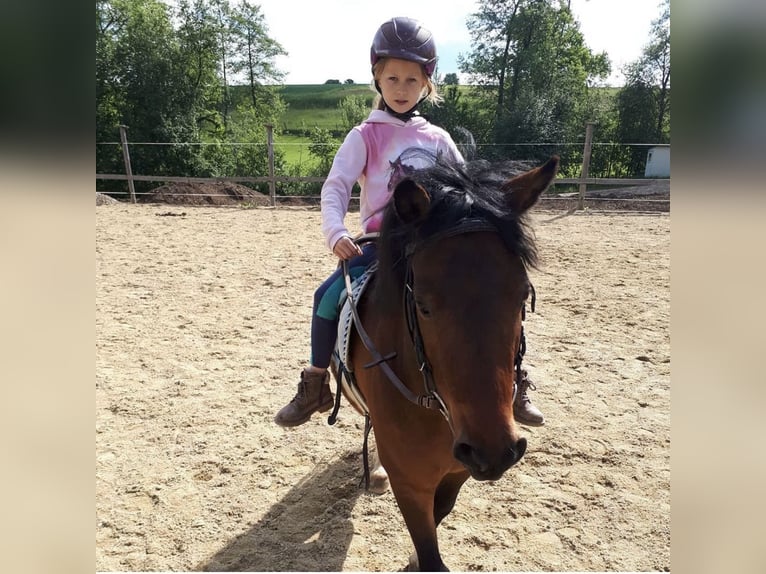 Shetland Ponys Wallach 10 Jahre 113 cm Schecke in Kematen an der Ybbs