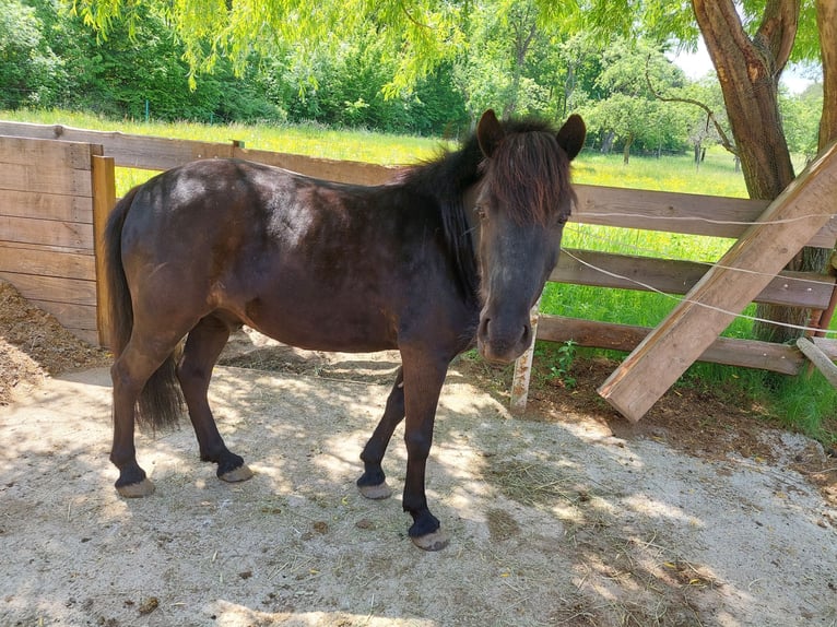 Shetland Ponys Mix Wallach 10 Jahre 129 cm Rappe in Ternitz