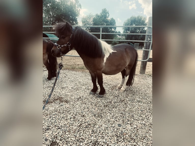 Shetland Ponys Wallach 10 Jahre 80 cm Brauner in Falkenberg
