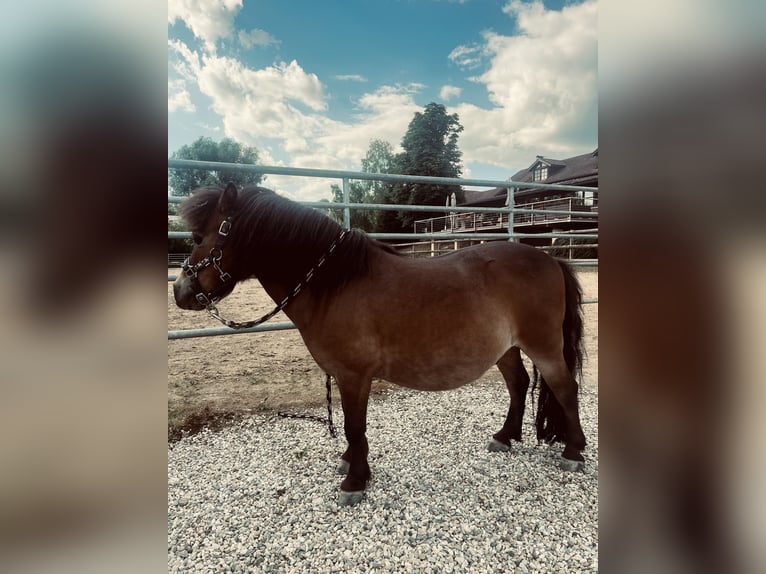 Shetland Ponys Wallach 10 Jahre 80 cm Brauner in Falkenberg