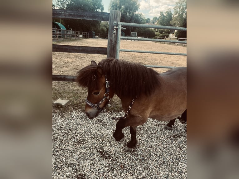 Shetland Ponys Wallach 10 Jahre 80 cm Brauner in Falkenberg