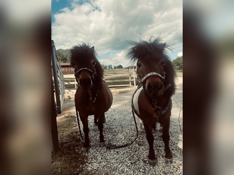 Shetland Ponys Wallach 10 Jahre 80 cm Brauner in Falkenberg