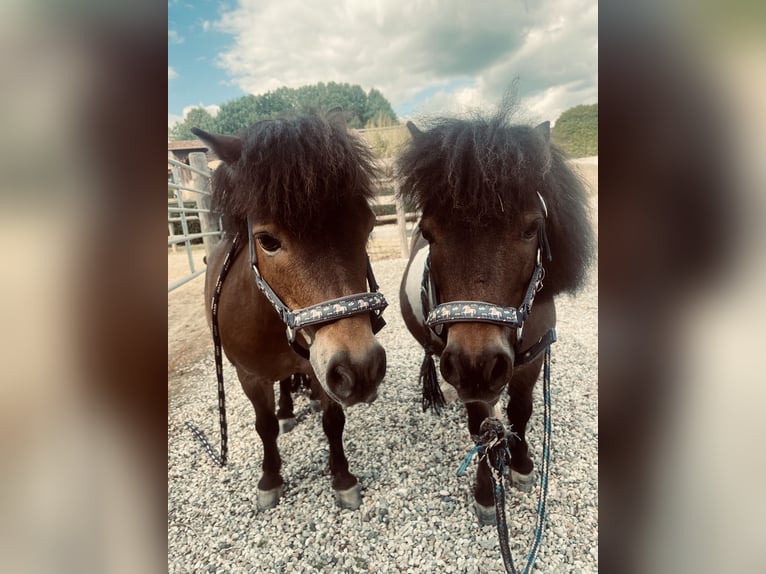 Shetland Ponys Wallach 10 Jahre 80 cm Brauner in Falkenberg