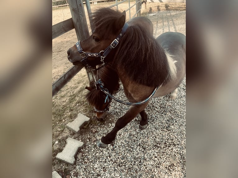 Shetland Ponys Wallach 10 Jahre 80 cm Brauner in Falkenberg