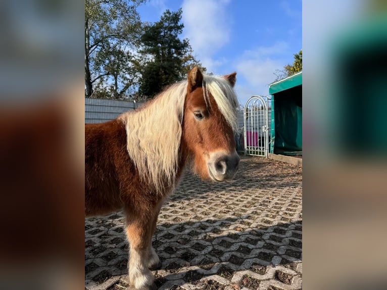 Shetland Ponys Wallach 10 Jahre 80 cm Palomino in Neuenburg am Rhein