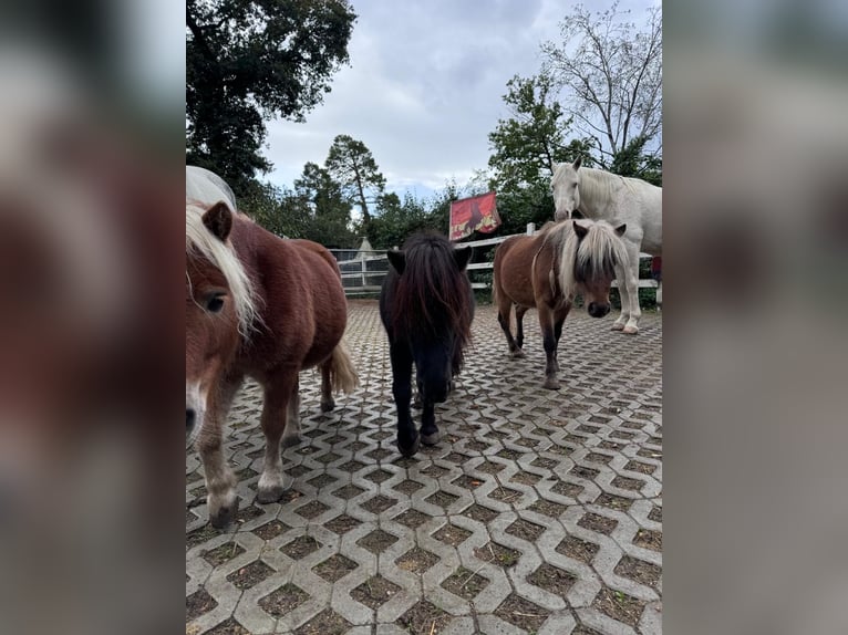 Shetland Ponys Wallach 10 Jahre 80 cm Palomino in Neuenburg am Rhein
