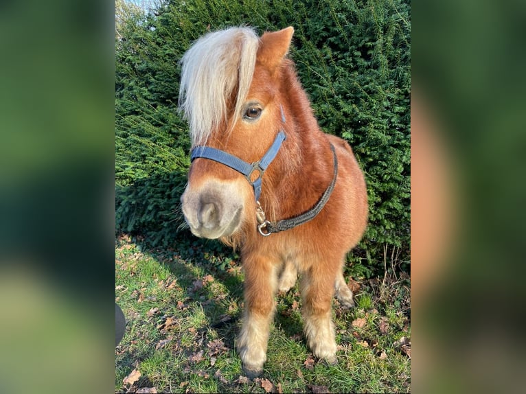 Shetland Ponys Wallach 10 Jahre 80 cm Palomino in Neuenburg am Rhein