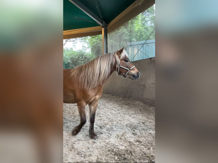 Shetland Ponys Wallach 10 Jahre 80 cm Palomino in Neuenburg am Rhein
