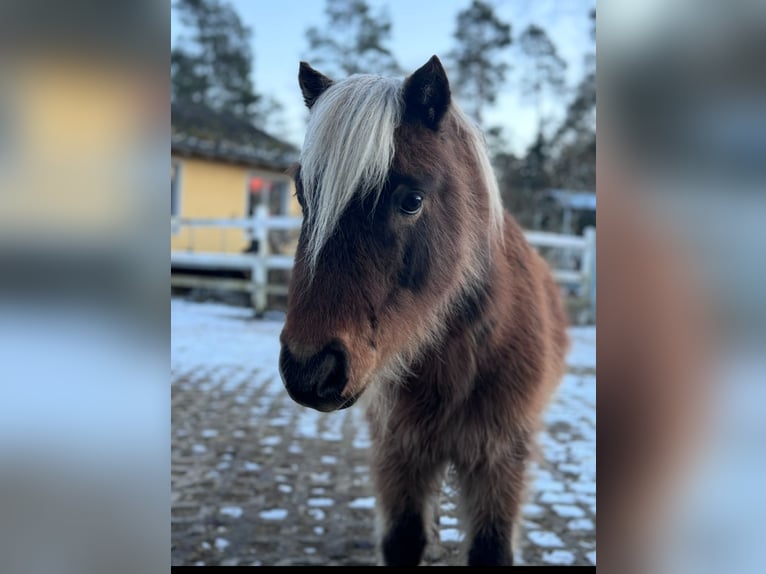 Shetland Ponys Wallach 10 Jahre 80 cm Palomino in Neuenburg am Rhein