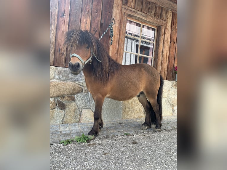 Shetland Ponys Wallach 10 Jahre 85 cm Brauner in Hartkirchen