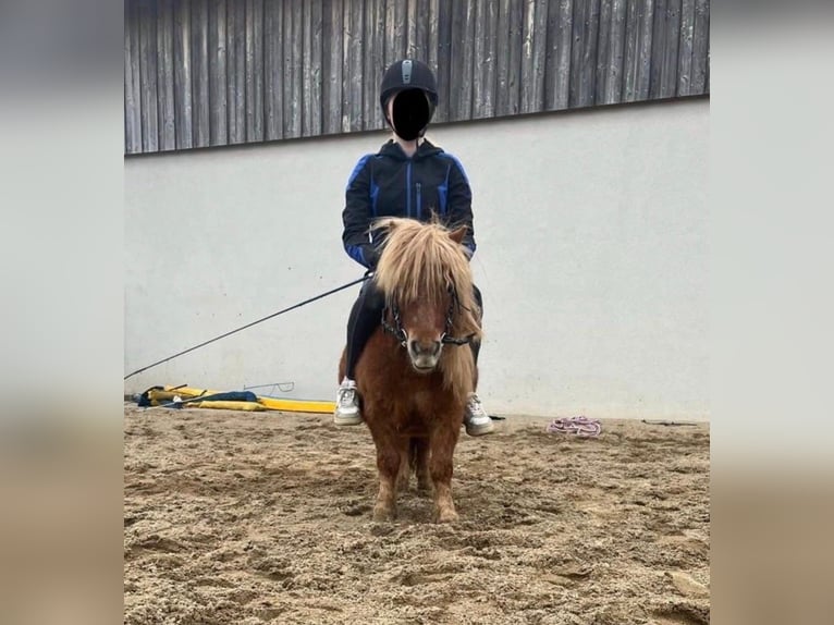 Shetland Ponys Wallach 10 Jahre 85 cm  in Daleiden