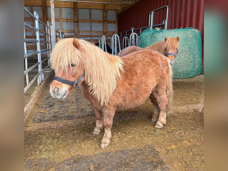 Shetland Ponys Wallach 10 Jahre 85 cm  in Daleiden