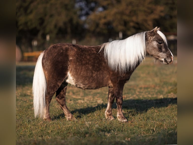 Shetland Ponys Wallach 10 Jahre 89 cm in Weatherford