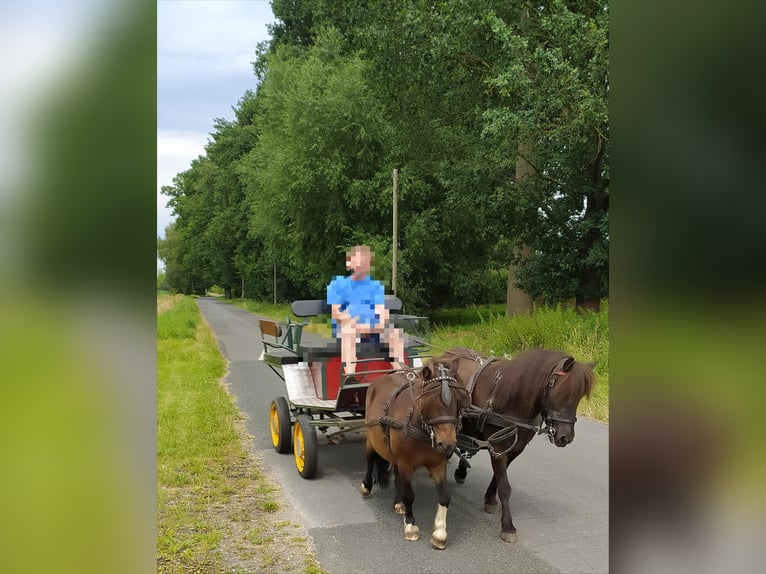 Shetland Ponys Wallach 10 Jahre 91 cm Dunkelbrauner in Rahden