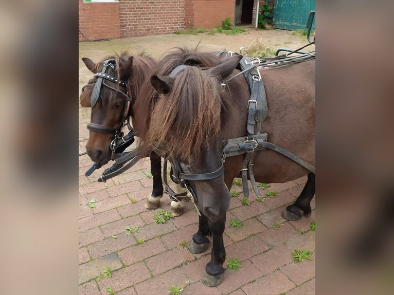 Shetland Ponys Wallach 10 Jahre 91 cm Dunkelbrauner in Rahden