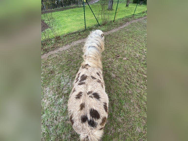 Shetland Ponys Wallach 10 Jahre 91 cm Tigerschecke in Immelbornad Salzungen