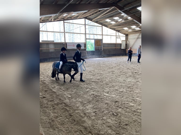 Shetland Ponys Wallach 10 Jahre 97 cm Rappschimmel in Oberursel