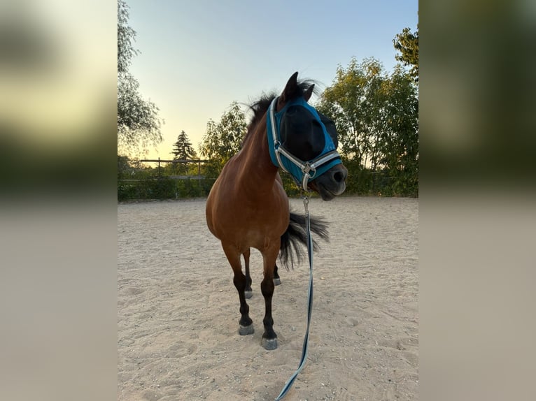 Shetland Ponys Wallach 10 Jahre  in Böheimkirchen