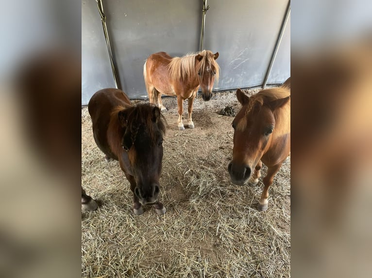 Shetland Ponys Wallach 10 Jahre  in Böheimkirchen