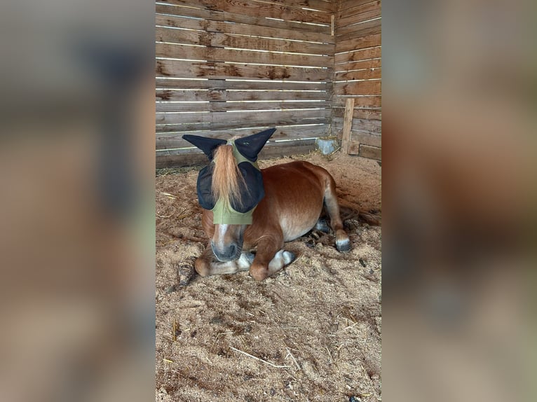 Shetland Ponys Wallach 10 Jahre  in Böheimkirchen