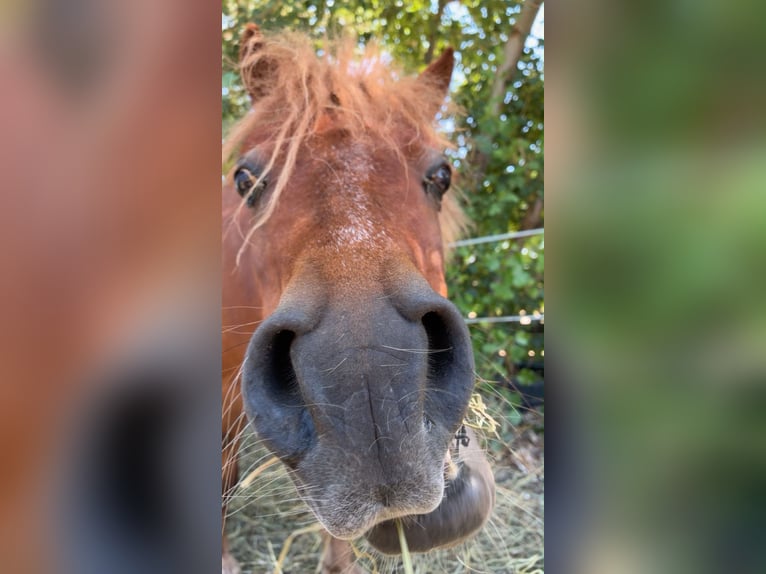 Shetland Ponys Wallach 10 Jahre  in Böheimkirchen