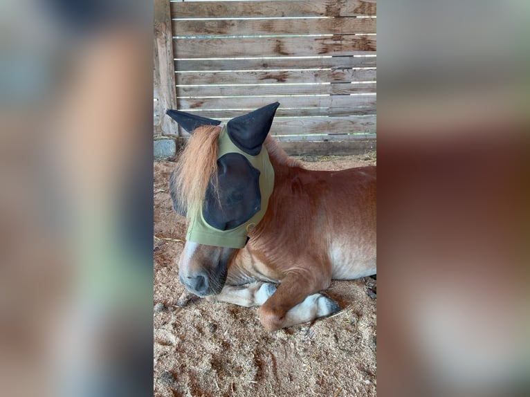 Shetland Ponys Wallach 10 Jahre  in Böheimkirchen
