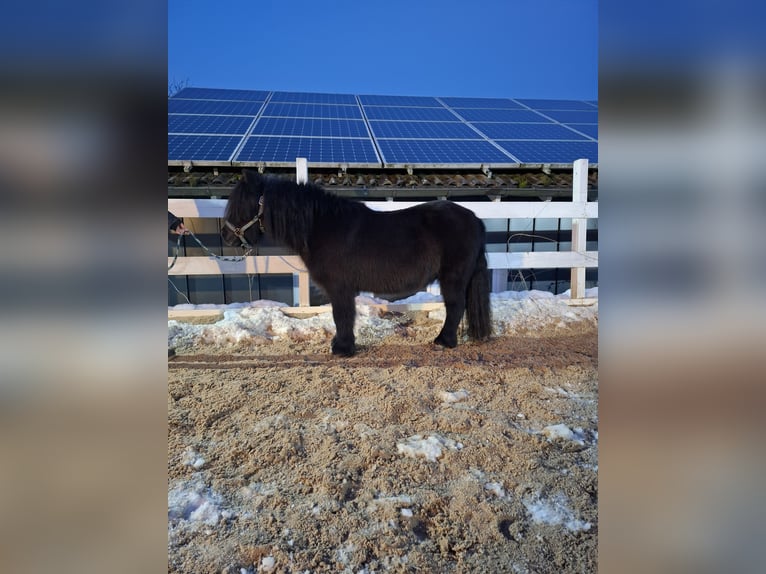 Shetland Ponys Wallach 11 Jahre 105 cm Rappe in Wenden