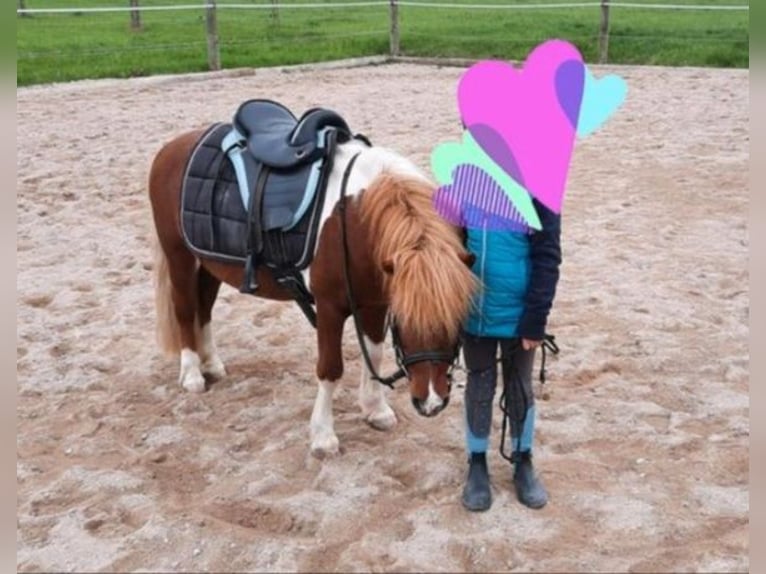 Shetland Ponys Wallach 11 Jahre 105 cm Schecke in Frankenhardt