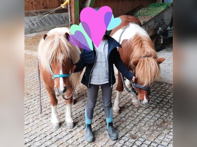 Shetland Ponys Wallach 11 Jahre 105 cm Schecke in Frankenhardt