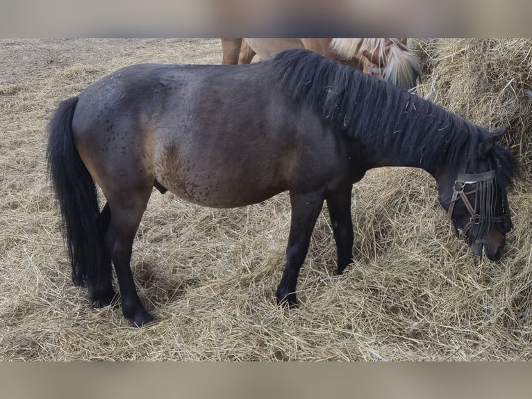 Shetland Ponys Mix Wallach 11 Jahre 108 cm Dunkelbrauner in Baltmannsweiler