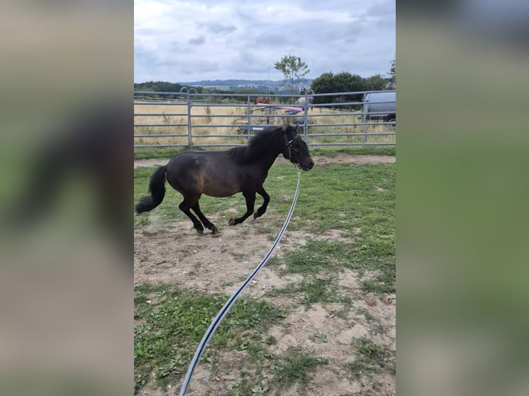 Shetland Ponys Mix Wallach 11 Jahre 108 cm Dunkelbrauner in Baltmannsweiler