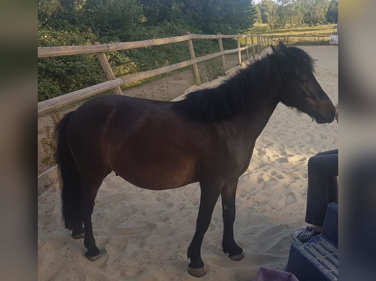 Shetland Ponys Mix Wallach 11 Jahre 108 cm Dunkelbrauner in Baltmannsweiler