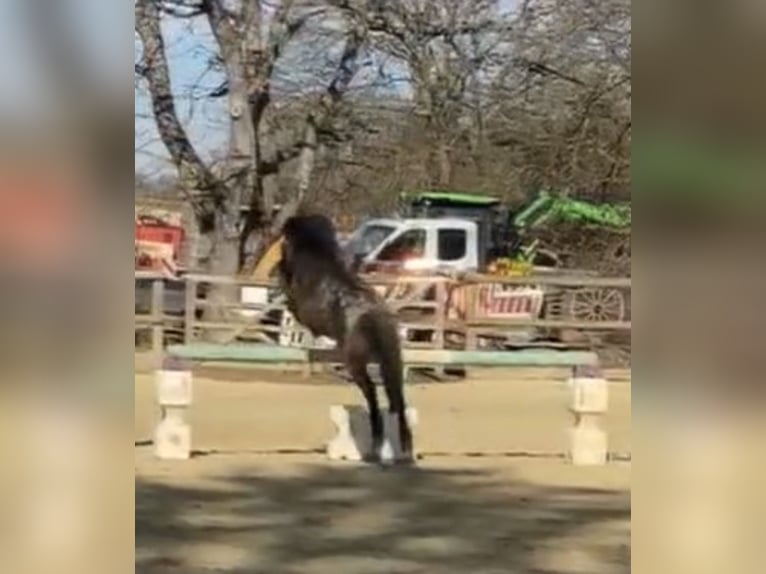 Shetland Ponys Mix Wallach 11 Jahre 108 cm Dunkelbrauner in Baltmannsweiler