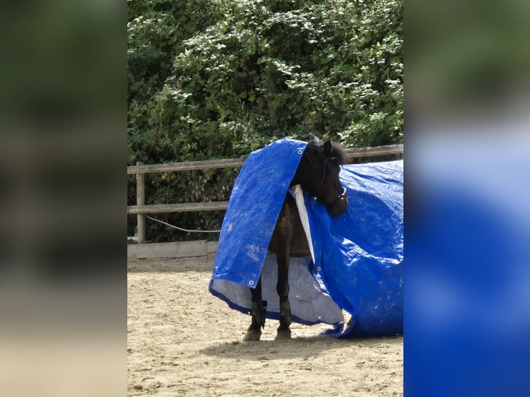 Shetland Ponys Mix Wallach 11 Jahre 108 cm Dunkelbrauner in Baltmannsweiler