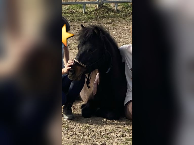 Shetland Ponys Mix Wallach 11 Jahre 108 cm Dunkelbrauner in Baltmannsweiler