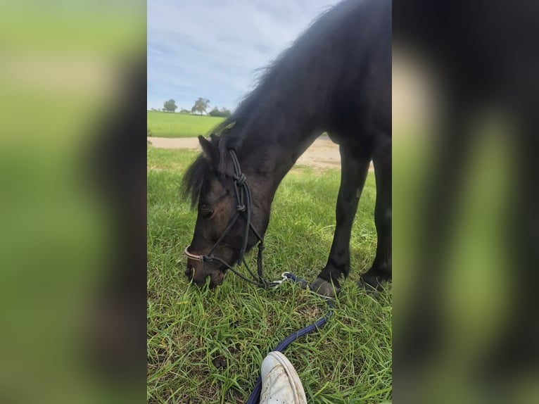 Shetland Ponys Mix Wallach 11 Jahre 108 cm Dunkelbrauner in Baltmannsweiler