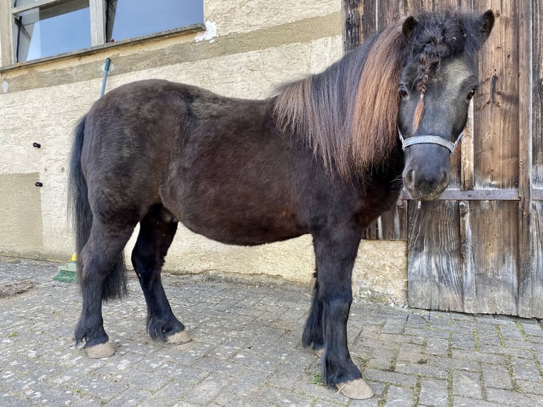 Shetland Ponys Wallach 11 Jahre 108 cm in Steinheim am Albuch