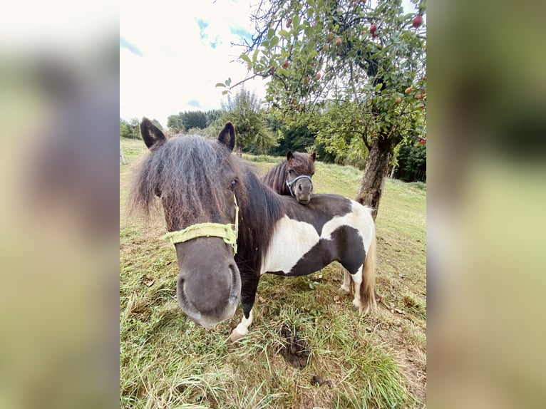 Shetland Ponys Wallach 11 Jahre 108 cm in Steinheim am Albuch